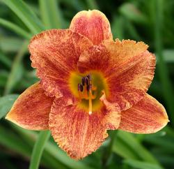 Лилейник "Spacecoast Freaky Tiki" (Hemerocallis)