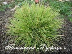 Овсяница сизая "Golden Toupee" (Festuca glauca)