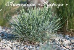 Овсяница валисская "Glaucantha" (Festuca valesiaca)