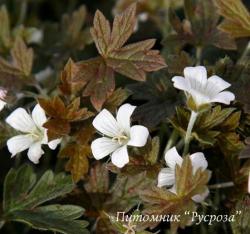 Герань "Sanne" (Geranium sessiliflorum)