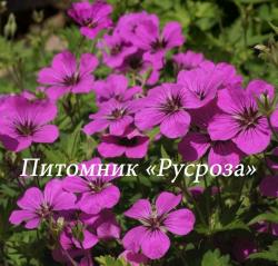 Герань "Patricia" (Geranium hybride)