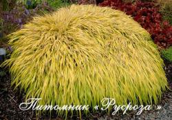 Хаконехлоа большая "Allgold" (Hakonechloa macra)