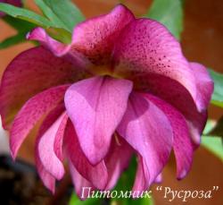 Морозник восточный "Double Rose" (Helleborus orientalis)