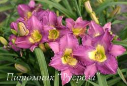 Лилейник "Silent Sentry" (Hemerocallis)