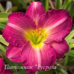 Лилейник "Siloam Royal Prince" (Hemerocallis)