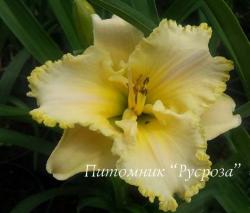 Лилейник "Villa Vanilla" (Hemerocallis)