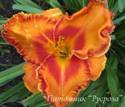 Лилейник "Volcano Queen" (Hemerocallis)