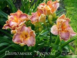 Лилейник "Spacecoast Starburst" (Hemerocallis)