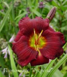 Лилейник "All American Plume" (Hemerocallis)