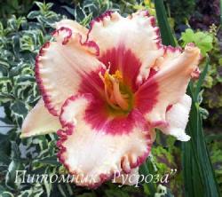 Лилейник "Ageless Beauty" (Hemerocallis)