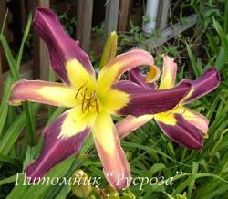 Лилейник "Applique" (Hemerocallis)