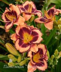 Лилейник "Awesome Blossom" (Hemerocallis)