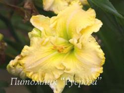 Лилейник "Spacecoast Scrambled" (Hemerocallis)