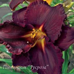 Лилейник "Black Stockings" (Hemerocallis)