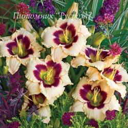 Лилейник "Blueberry Candy" (Hemerocallis)