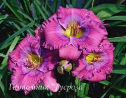 Лилейник "Lavender Blue Baby" (Hemerocallis)