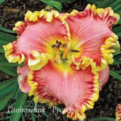 Лилейник "Barbara Barnes" (Hemerocallis)