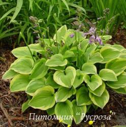 Хоста "Golden Tiara" (Hosta)