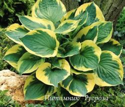 Хоста "Twilight" (Hosta)