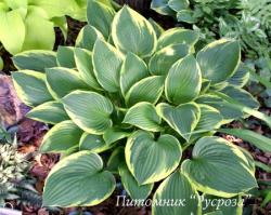 Хоста Форчуна Aureomarginata (Hosta fortunei aureomarginata)