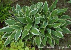 Хоста "Libby" (Hosta)