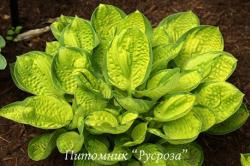 Хоста "Rainforest sunrise" (Hosta)