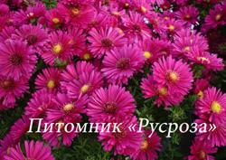 Астра кустарниковая "Jenny" (Symphyotrichum dumosum)