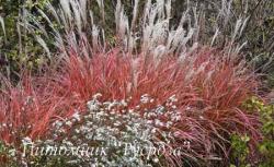 Мискантус китайский "Roter Pfeil" (Miscanthus sinensis)