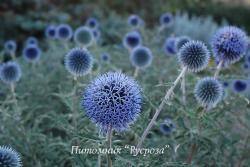 Мордовник "Blue Glow" (Echinops bannaticus)