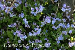 Омфалодес каппадокийский (Пупочник) "Starry Eyes" (Omphalodes cappadocica)