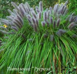 Пеннисетум лисохвостовый "Moudry" (Pennisetum alopecuroides)