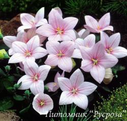 Платикодон "Astra Pink" (ширококолокольчик) крупноцветковый (Platycodon grandiflorus)