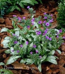 Медуница "Diana Claire" (Pulmonaria)