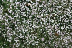 Гипсофила "Rosenschleier" (Gypsophila paniculata)