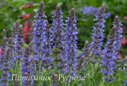 Шалфей дубравный "Blauhugel" (Salvia nemorosa)