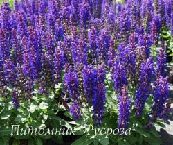 Шалфей дубравный "Blue Bouquetta" (Salvia nemorosa)