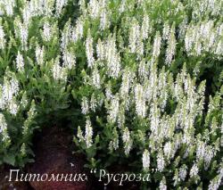 Шалфей дубравный "Schneehugel" (Salvia nemorosa)