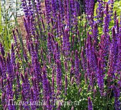 Шалфей дубравный "Tanzerin" (Salvia nemorosa)