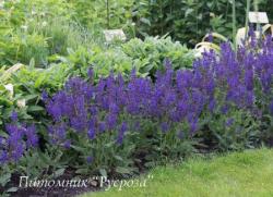 Шалфей дубравный "Viola Klose" (Salvia nemorosa)