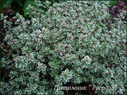 Тимьян лимоннопахнущий "Silver Queen" (Thymus citriodorus)