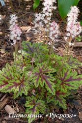 Тиарелла "Sylvan Lace" (Tiarella)