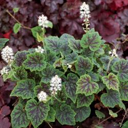 Тиарелла "Appalachian Trail" (Tiarella)