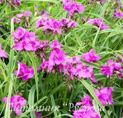 Традесканция "Red Grape" (Tradescantia)