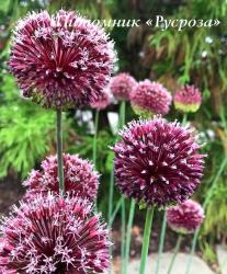 Лук аметистовый "Forelock" (Allium amethystinum)