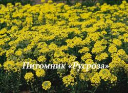 Алиссум горный "Berggold" (Alyssum montanum)