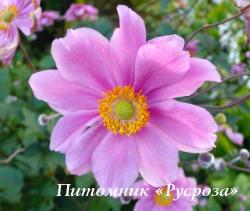 Анемона "Margarete" (Anemone)