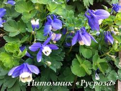 Аквилегия вееровидная "Ministar" (Aquilegia flabellata)