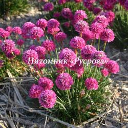 Армерия приморская "Dusseldorfer Stolz" (Armeria maritima)