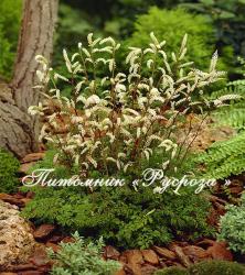 Арункус "Horatio" (Aruncus)