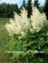 Арункус обыкновенный (Aruncus dioicus)